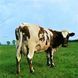 Pink Floyd &lrm;&ndash; Atom Heart Mother (1970) Audio CD (импорт, буклет)
